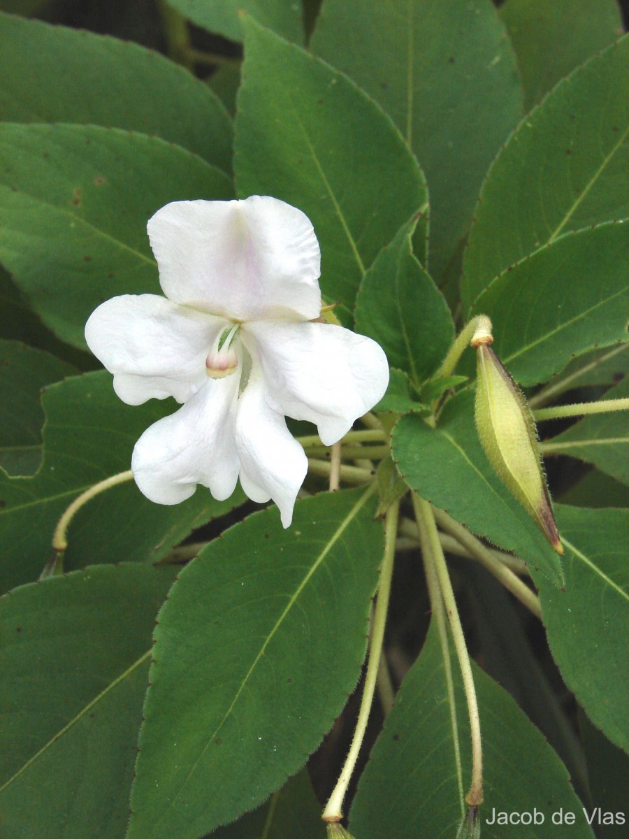Impatiens henslowiana Arn.